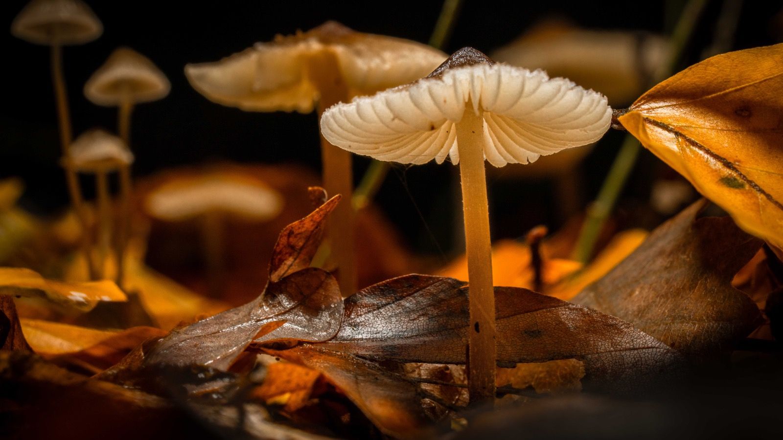 Community Mycoblitz image