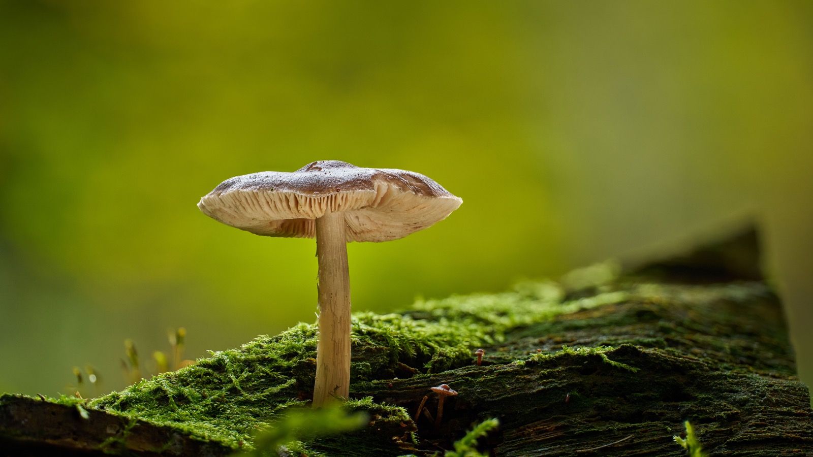 Family Nature Program: Fun with Fungi image
